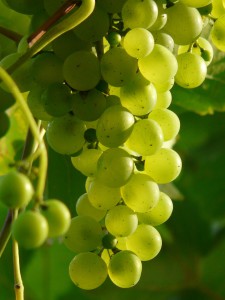 grapes-9215_1280